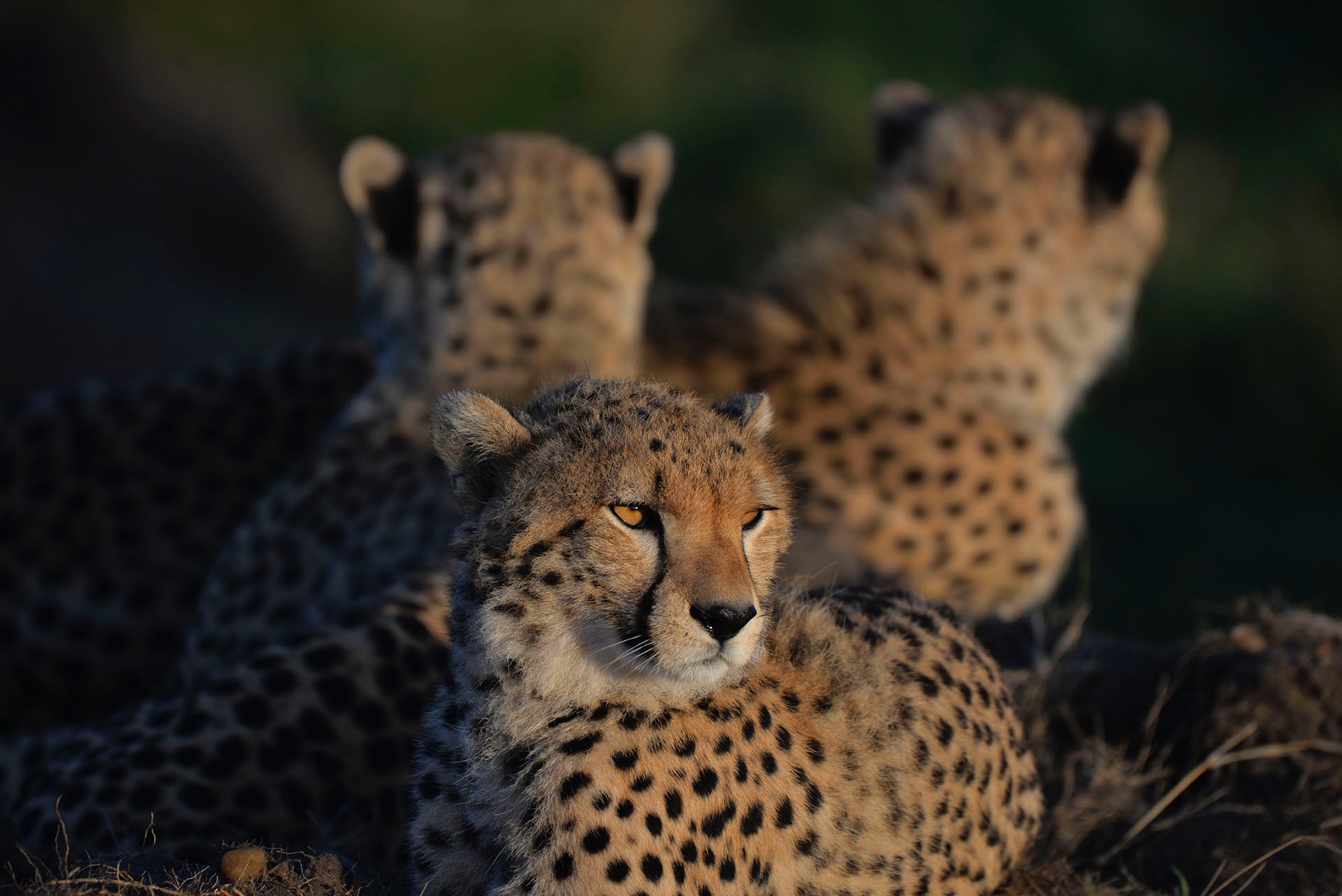 A coalition of cheetahs resting together