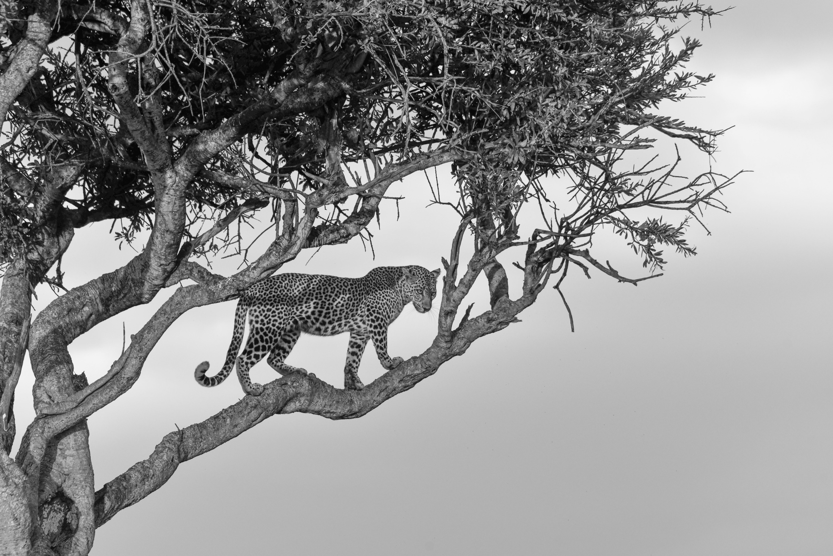 Black and white photo of a leopard walking along a tree branch