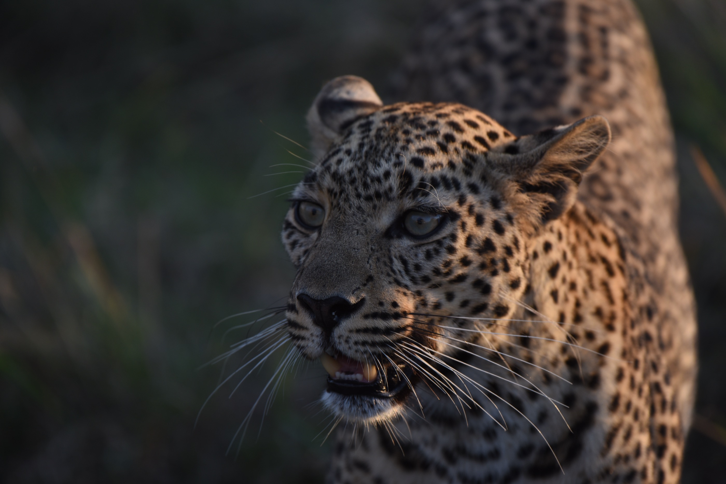 Close-up leopard portrait in warm evening light