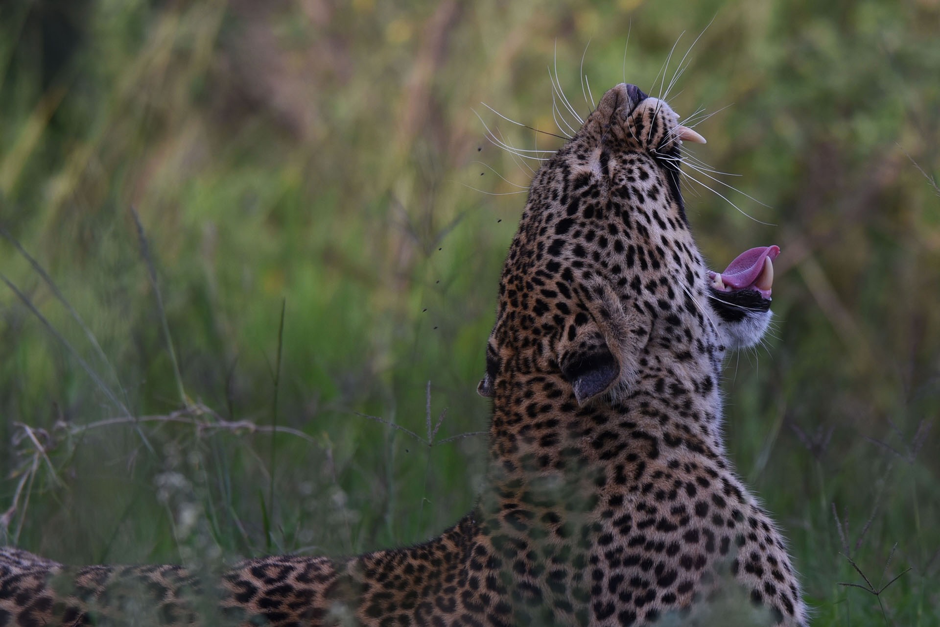 Leopard yawning with head tilted back