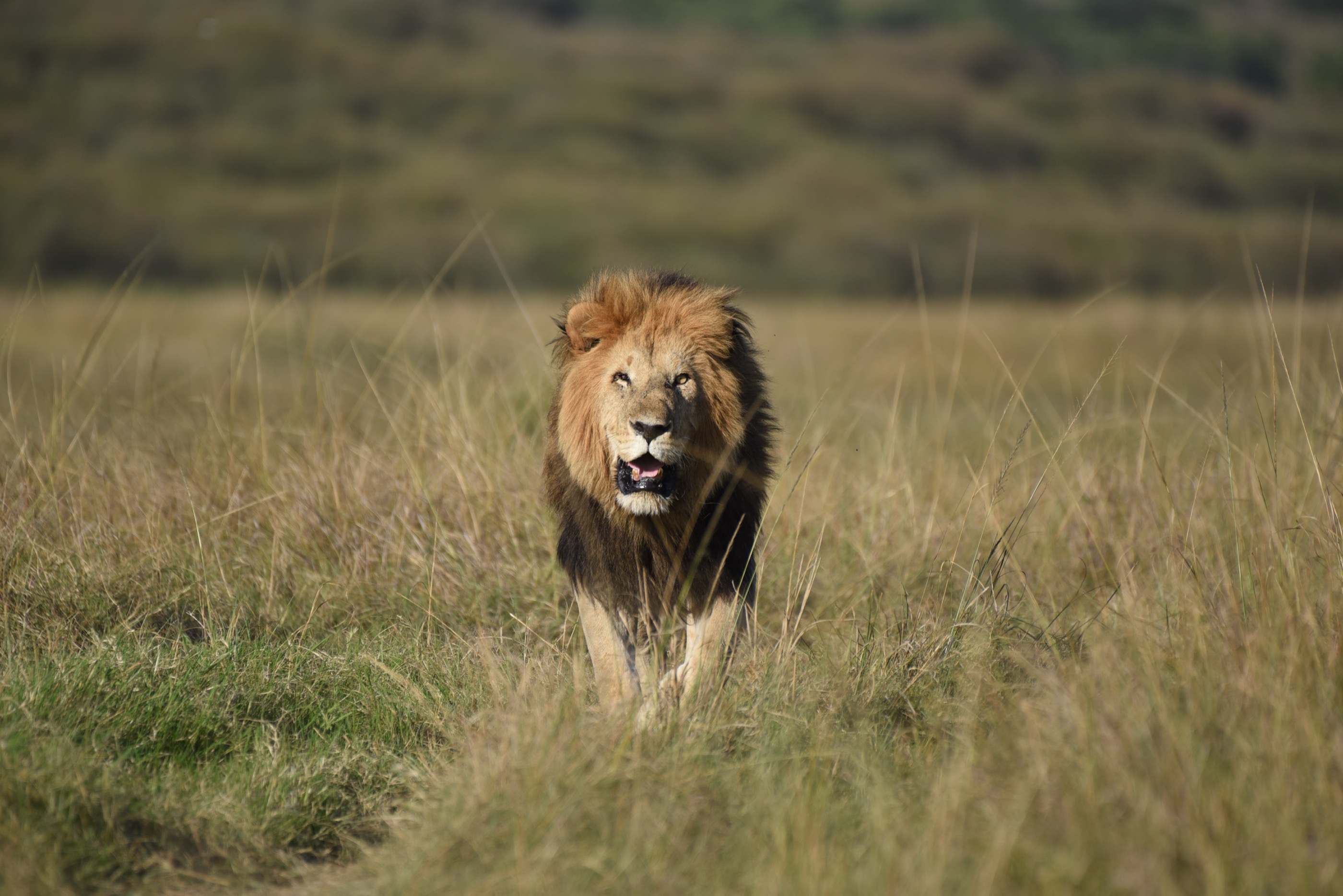 Male lion walking through golden grass, looking directly at the camera