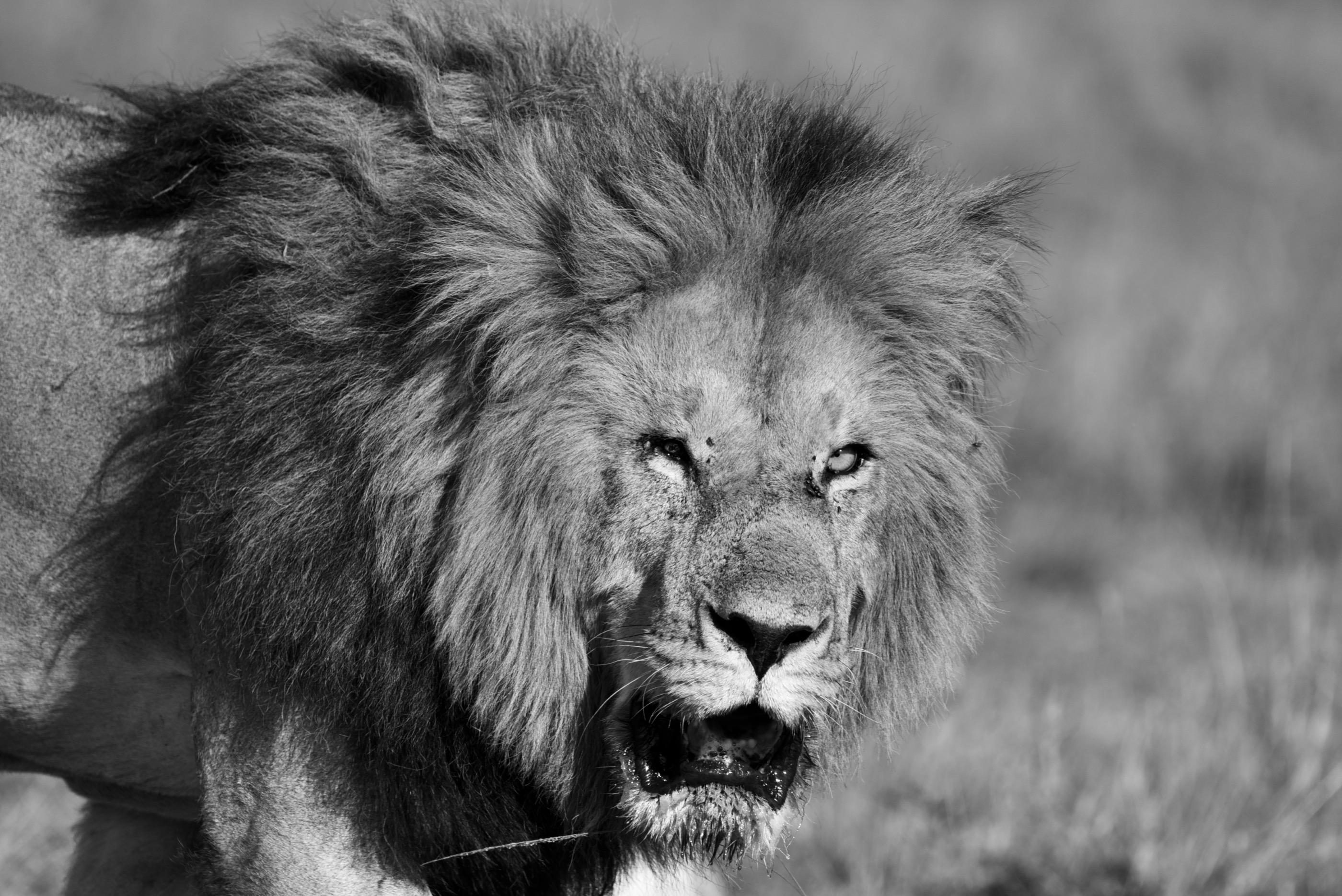 Black and white close-up portrait of a male lion