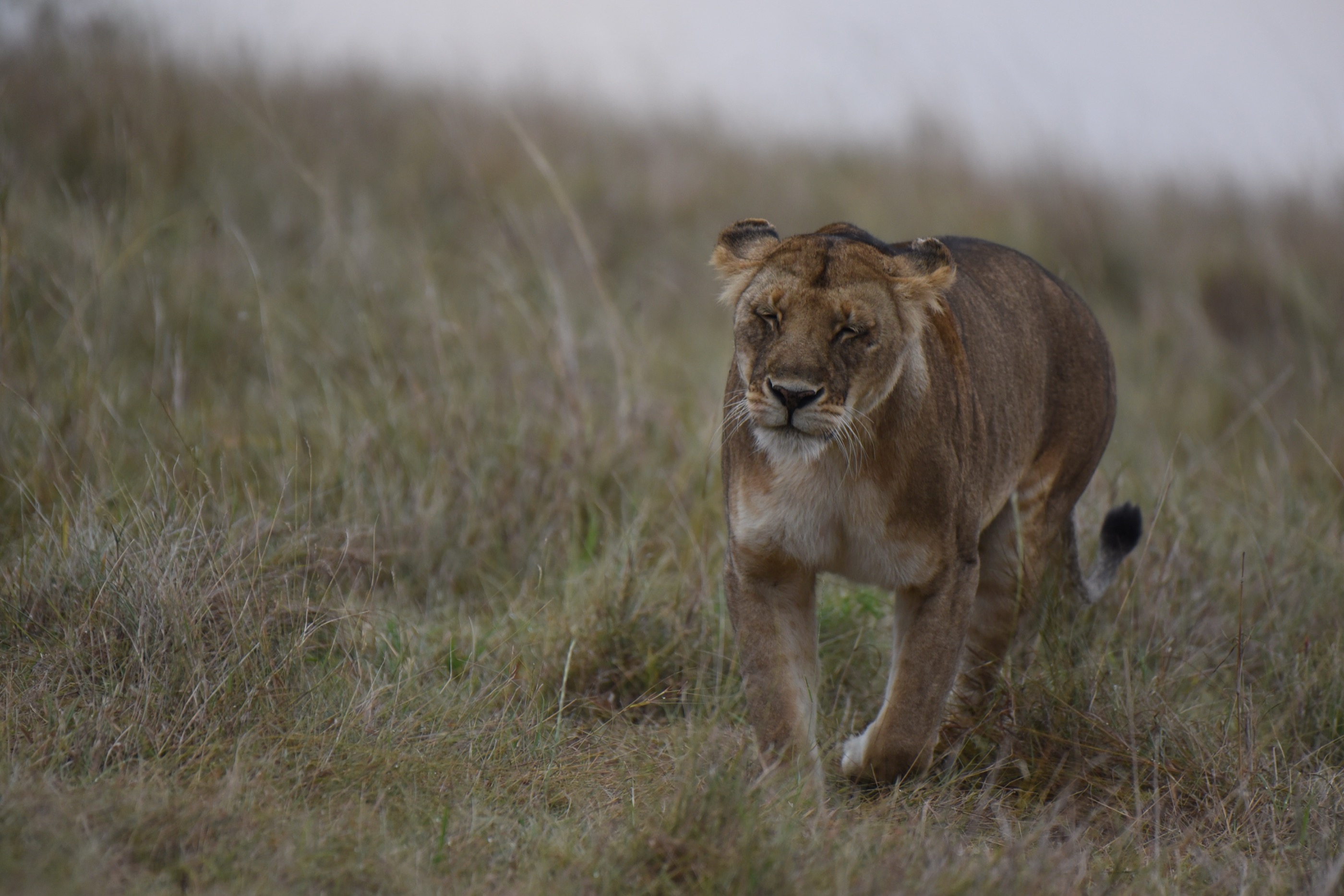 Lioness walking through tall grass toward the camera