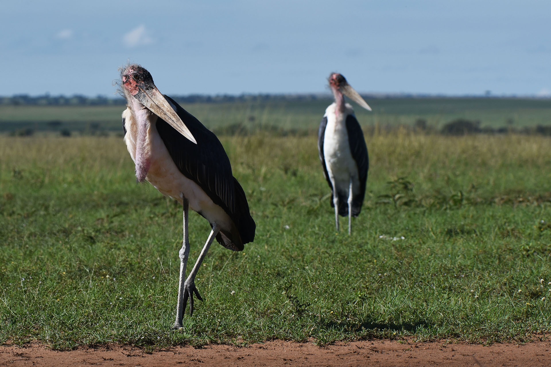 Two marabou storks standing in grassland