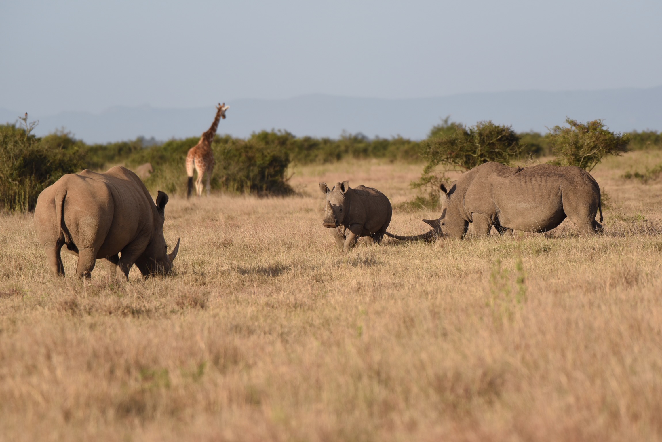 A family of white rhinos grazing with a giraffe in the background