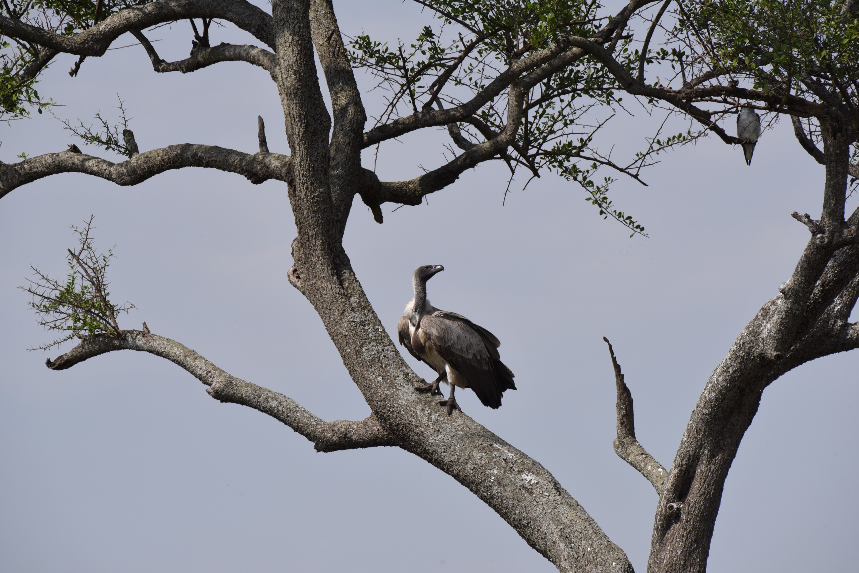 A vulture perched in an acacia tree