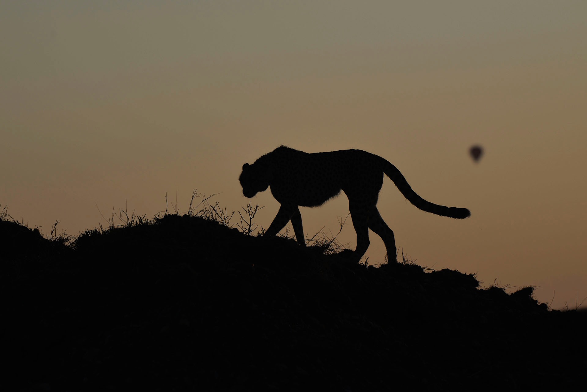 Cheetah walking along a ridge at sunset, Masai Mara